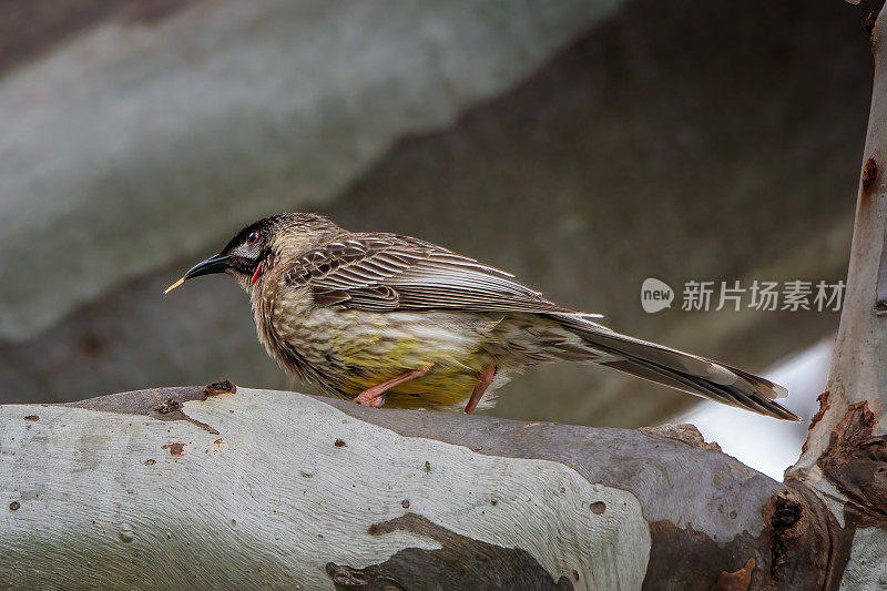 Red Wattlebird （Anthochaera carunculata）